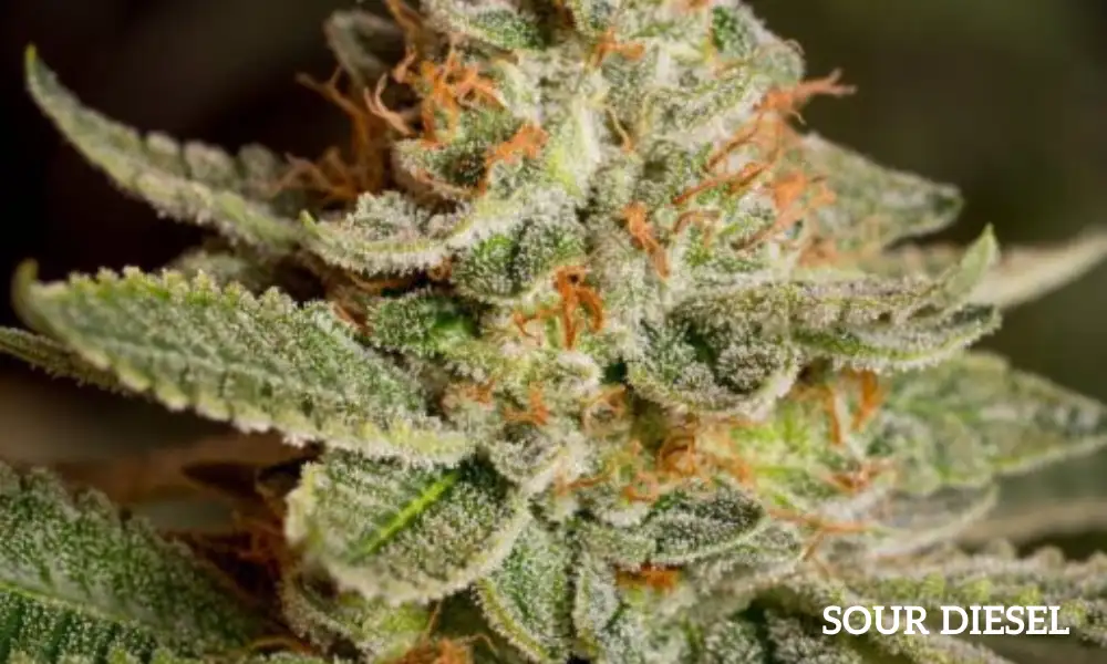 Sour diesel | The Seed Fair Sour diesel