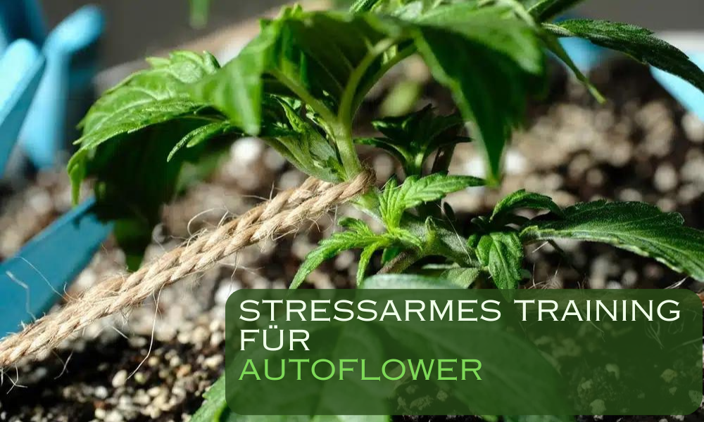 Stressarmes Training für Autoflower