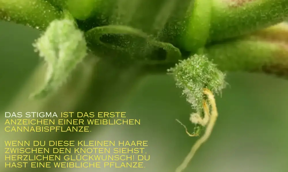 | The Seed Fair stigma