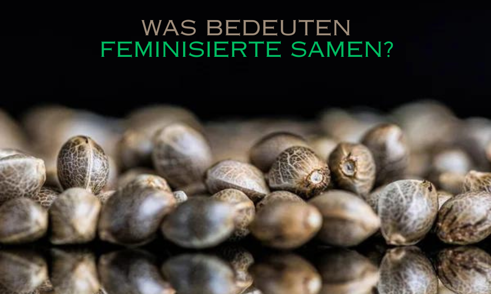 Was bedeuten feminisierte Samen