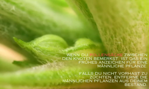 Cannabis Geschlechtsidentifikation Männliche vs. weibliche vs