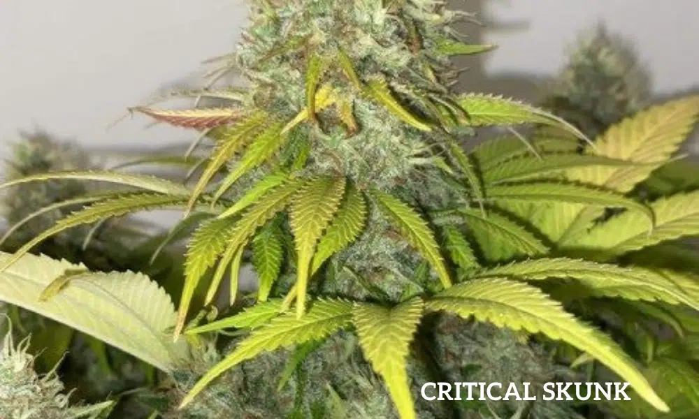critical skunk | The Seed Fair critical skunk