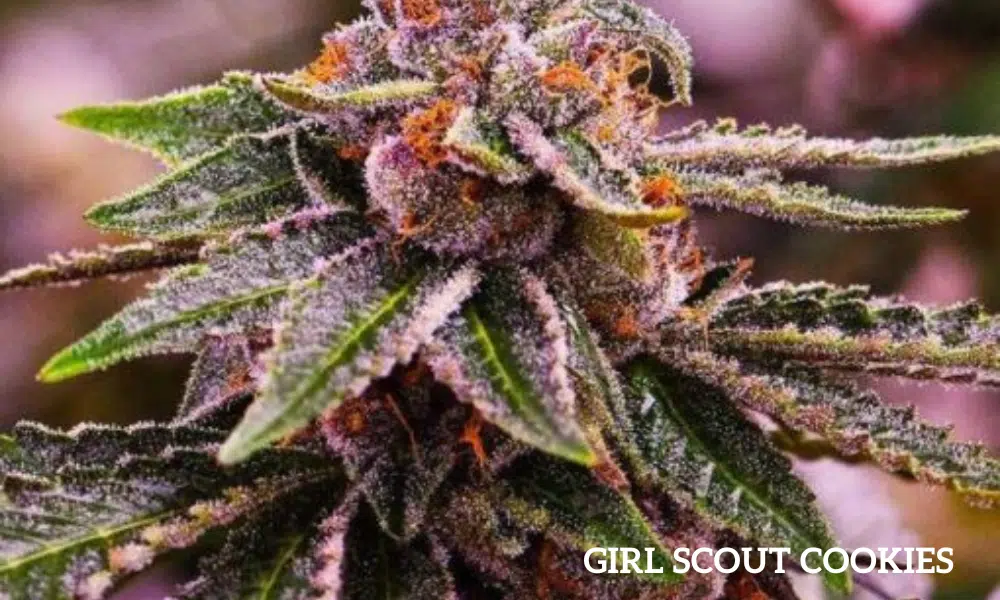 girl scout cookies | The Seed Fair girl scout cookies