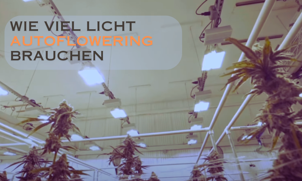 wie viel Licht Autoflowering brauchen