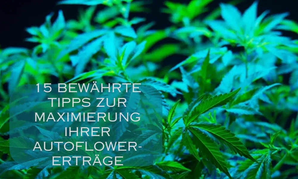 15 bewährte Tipps zur Maximierung Ihrer Autoflower-Erträge | The Seed Fair 15 bewährte Tipps zur Maximierung Ihrer Autoflower-Erträge
