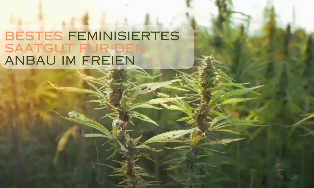 Bestes feminisiertes Saatgut für den Anbau im Freien | The Seed Fair Bestes feminisiertes Samen für den Anbau im Freien