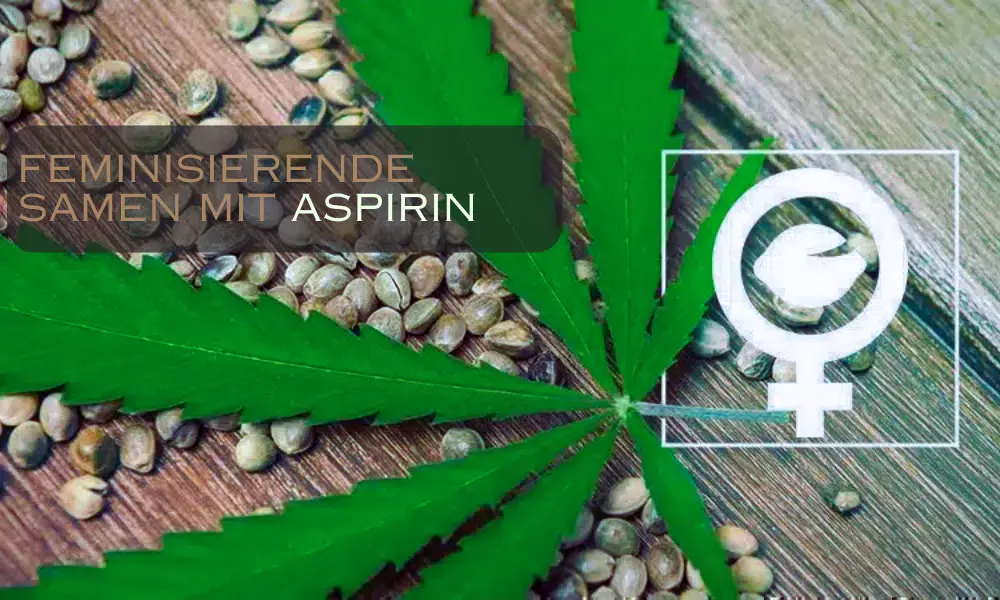 Feminisierende Samen mit Aspirin | The Seed Fair Feminisierende Samen mit Aspirin