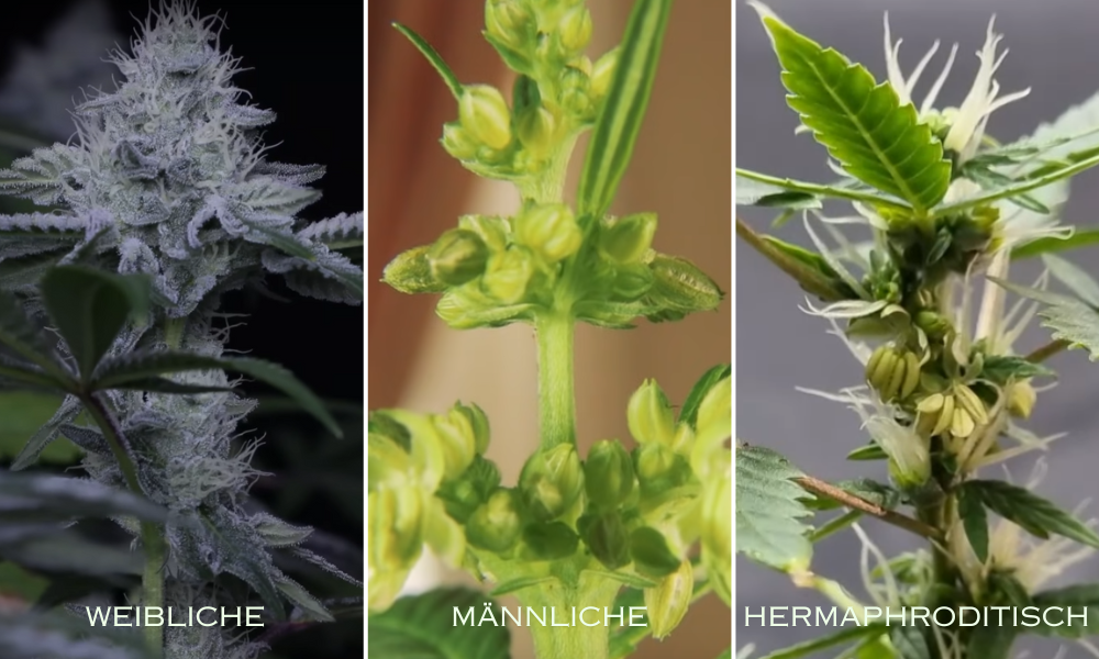 Männliche oder weibliche Cannabispflanze Was ist der grundlegende Unterschied
