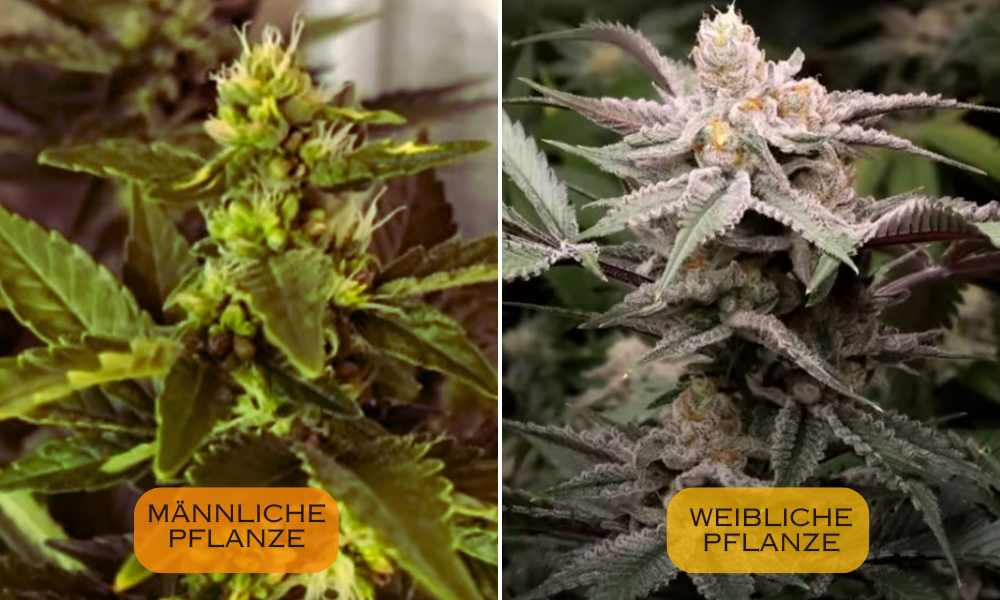 männliche Pflanze vs männliche Pflanze