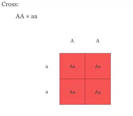 Pure Autoflower aa x Pure Photoperiod AA | The Seed Fair Pure Autoflower (aa) x Pure Photoperiod (AA)