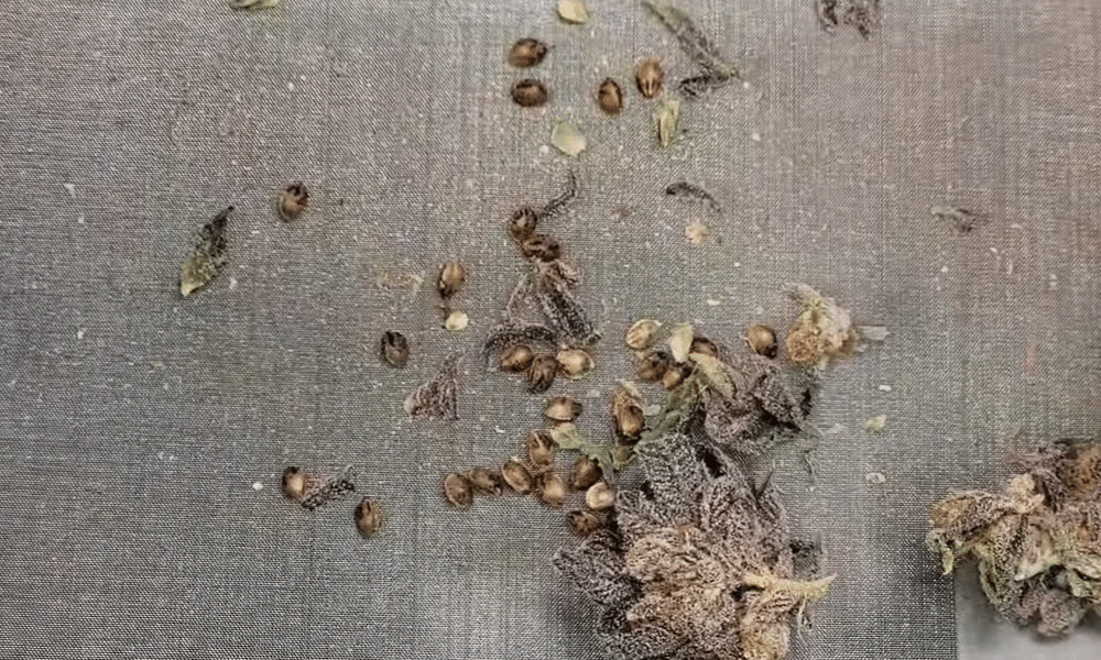 autoflower seeds