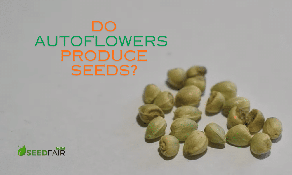 do autoflowers produce seeds