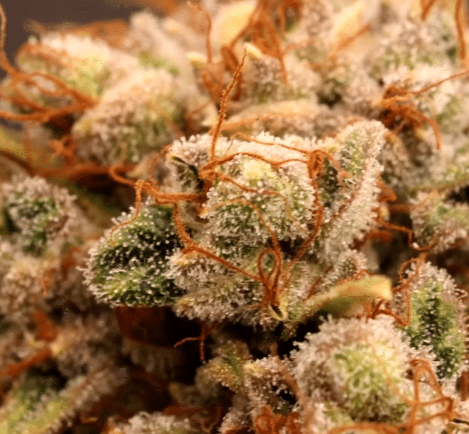 harvesting cannabis