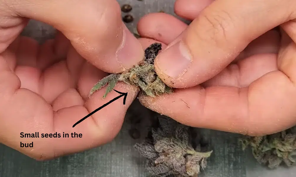 small seeds in the bud | The Seed Fair small auto seeds in the bud