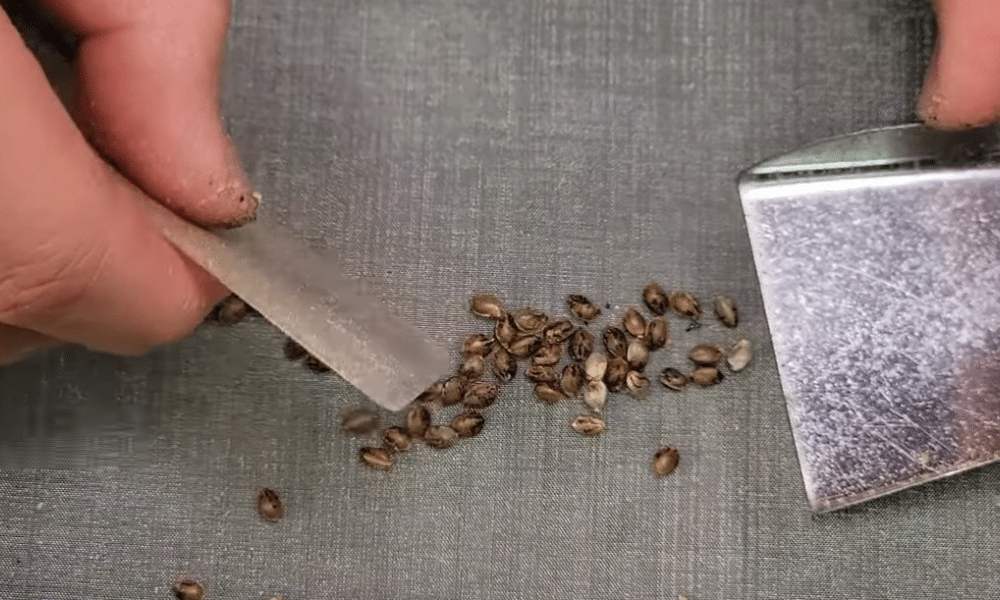 autoflower seeds from a plant