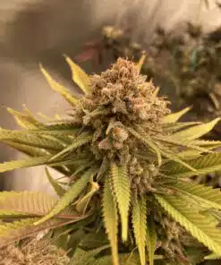 Variedad feminizada Blue Lobster