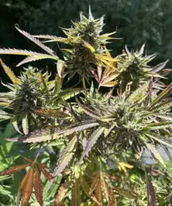 Super Boof Cannabis Strain