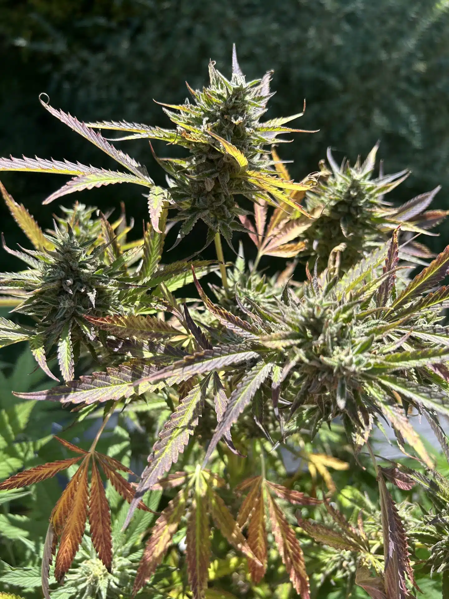 Variedad de cannabis Super Boof