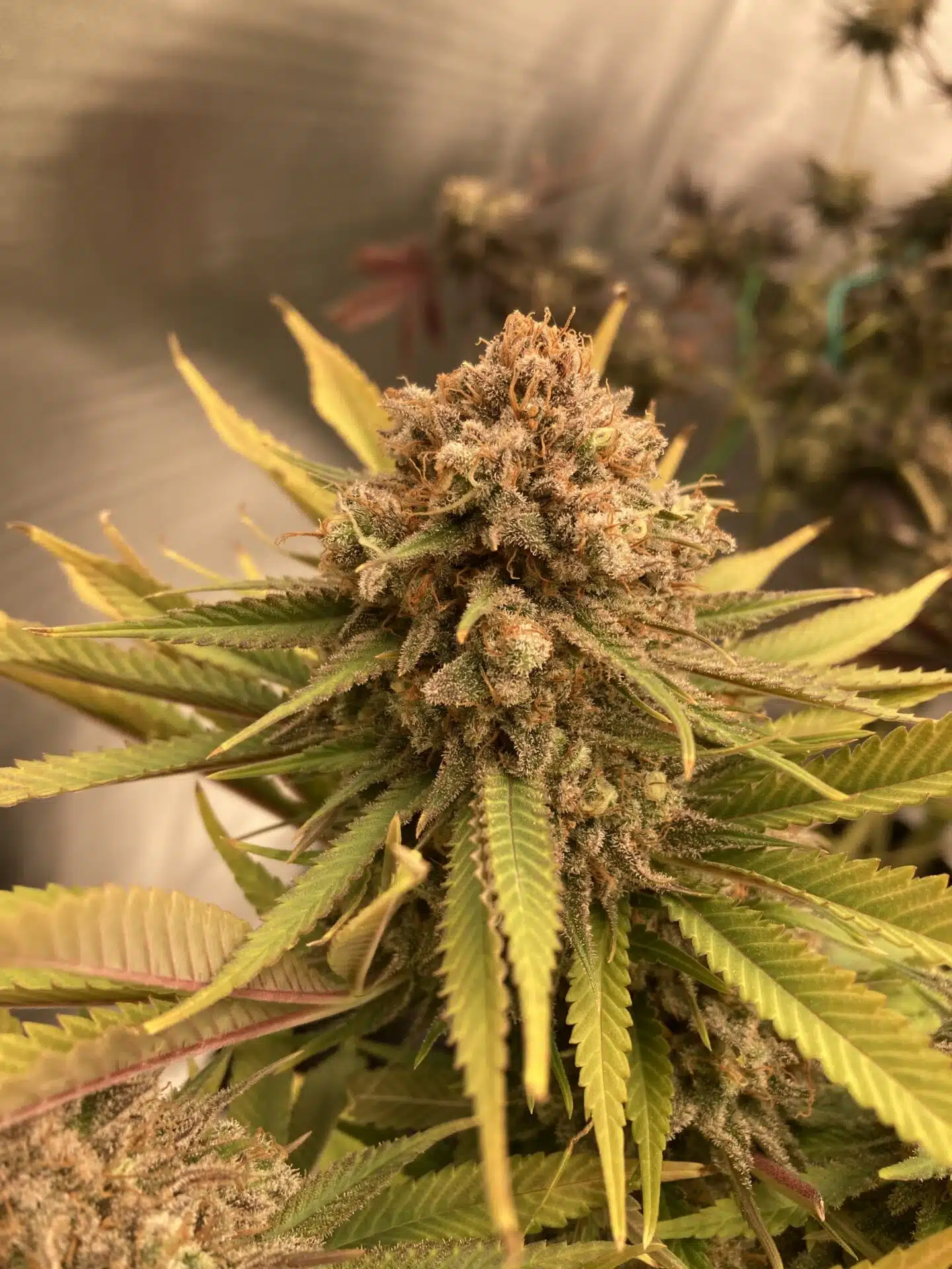Variedad feminizada Blue Lobster
