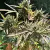 Varietà di cannabis Super Boof