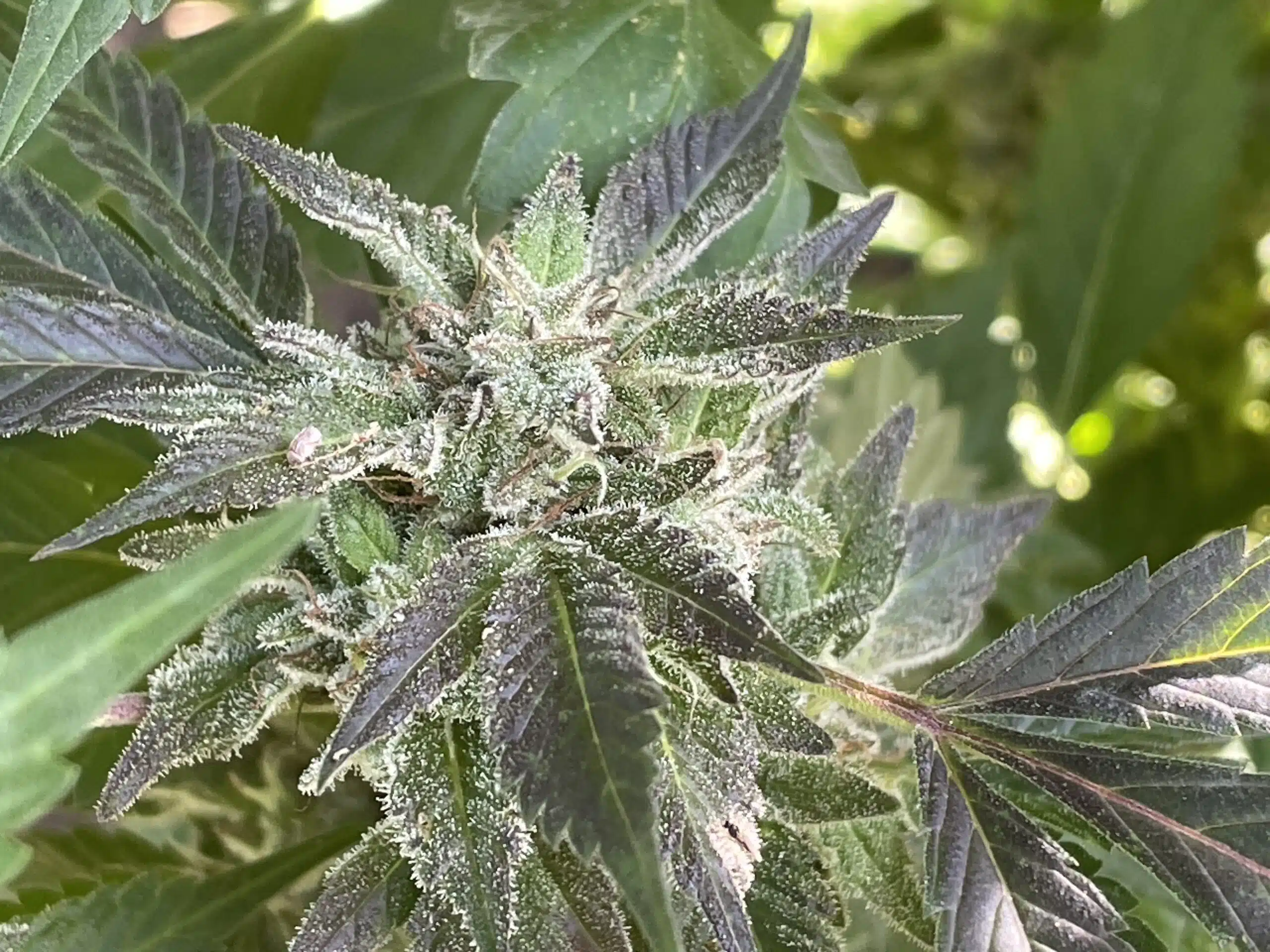 Variedad feminizada Black Zoap