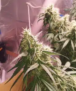 Candy Fumez Cannabis Strain