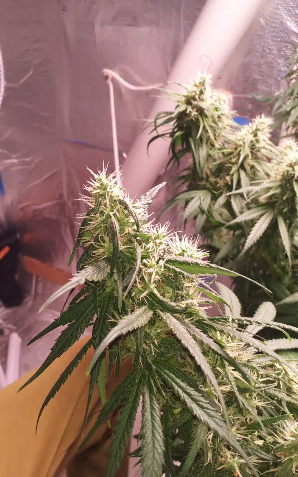 Candy Fumez Cannabis Strain