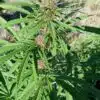 Variedad de cannabis RS11