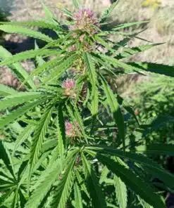 RS11 Cannabis Strain