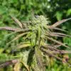 Rainbow Belts Cannabis Strain