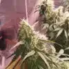 Candy Fumez Cannabis Strain