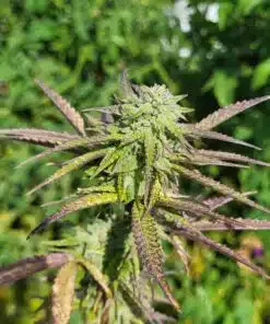 Rainbow Belts Cannabis Strain