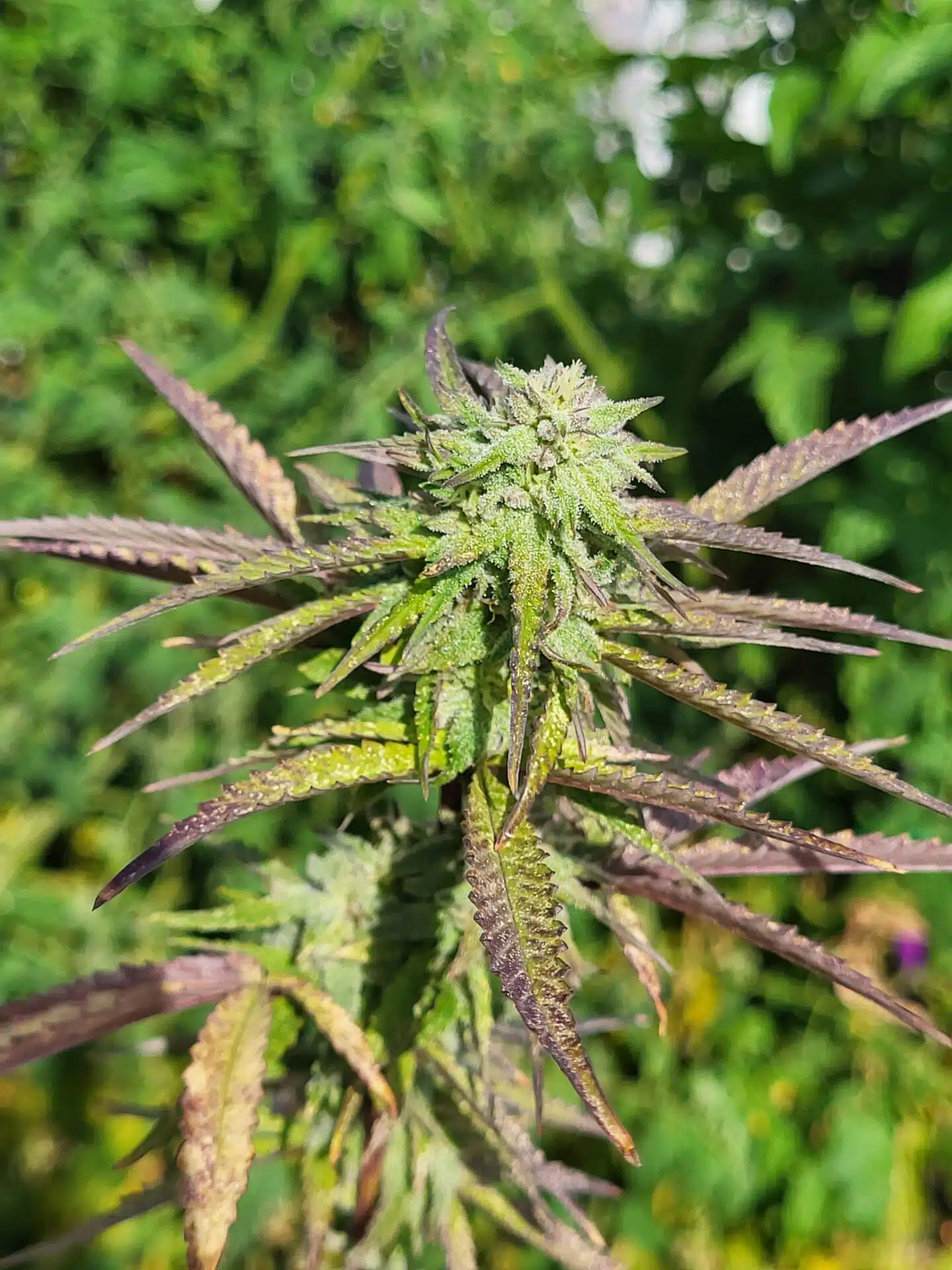Rainbow Belts Cannabis Strain