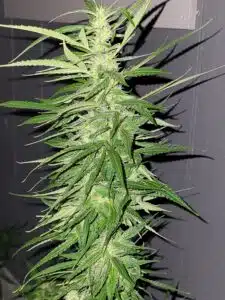 Close-up of a flowering cannabis plant with serrated leaves and frosty trichomes on the buds evening on a dark background.