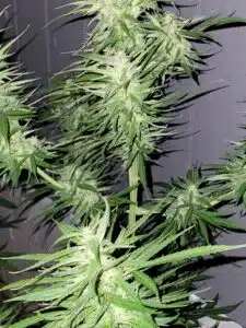 Close-up of a cannabis plant with dense buds and frosty trichomes against a dark background