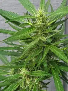 Close-up of a cannabis plant in flowering stage; frosty trichomes cover serrated leaves and buds.